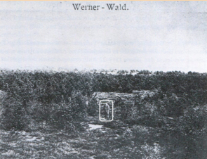 Junger Wernerwald. In der Markierung vermutlich der damalige Forst-Vorarbeiten Johann Menke.